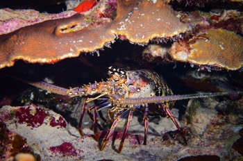  Spiny Lobster 
