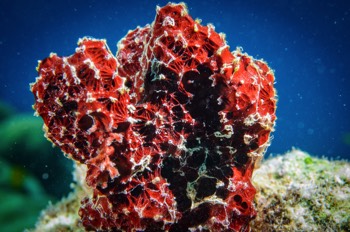  Pandaros acanthifolium 