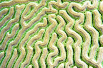  Grooved Brain Coral 