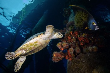  Hawksbill Turtle 