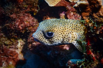  Porcupinefish 