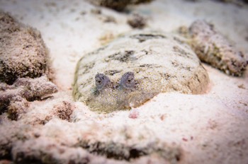  Channel Flounder 