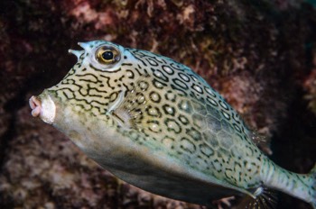  Honeycomb Cowfish 