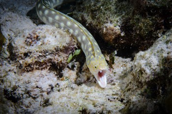  White Spotted Eel 