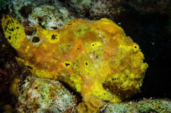  Frogfish (Anglerfish) 