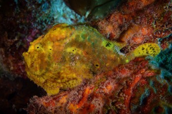  Frogfish (Anglerfish) 