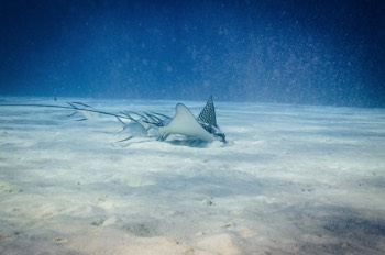  Eagle Ray 