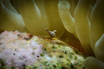  Squat Anemone Shrimp 