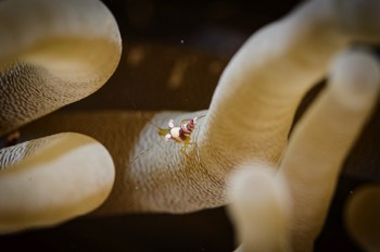  Squat Anemone Shrimp 