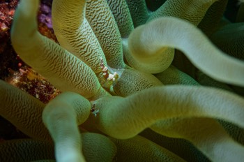  Squat Anemone Shrimp 