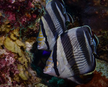  Banded Butterflyfish 