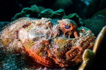  Mushroom Scorpionfish 