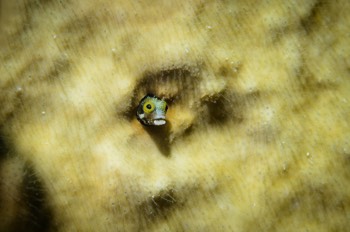  Spinyhead Blenny 