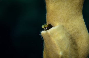  Spinyhead Blenny 