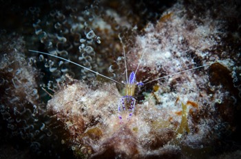  Pederson Cleaner Shrimp 