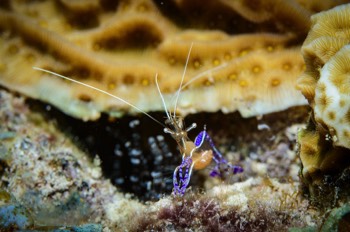  Pederson Cleaner Shrimp 