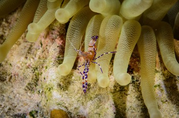  Spotted Cleaner Shrimp 