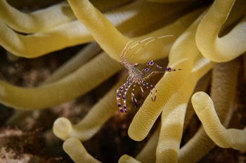  Spotted Cleaner Shrimp 