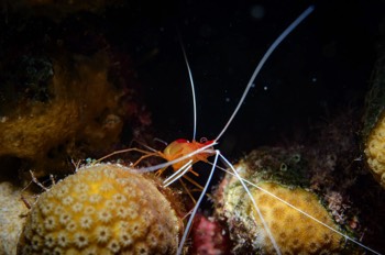  Scarlet-Striped Cleaning Shrimp 