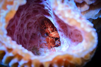  Scarlet-Striped Cleaning Shrimp 