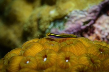  Yellownose Goby 