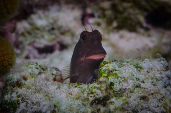  Redlip Blenny 