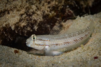  Goldspot Goby 