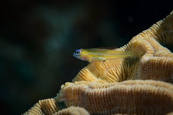  Peppermint Goby 