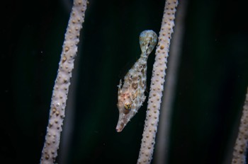  Slender Filefish 