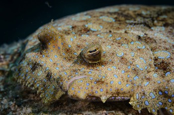  Peacock Flounder 