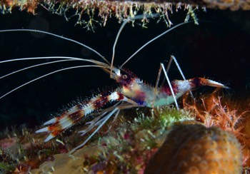  Banded Coral Shrimp 