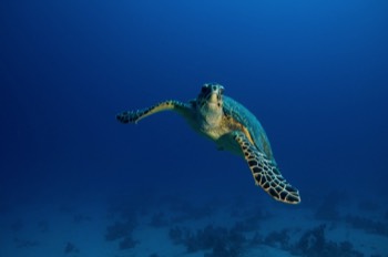  Green Sea Turtle 