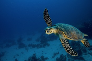  Green Sea Turtle 