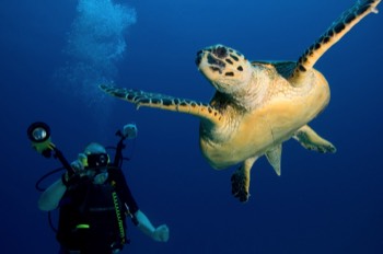  Green Sea Turtle 