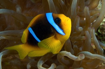  Red Sea Anemone Fish 