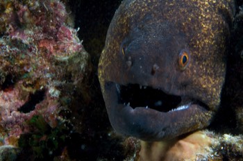  Giant Moray 