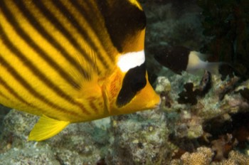  Stiped Butterfly Fish 