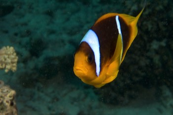  Red Sea Anemone Fish 