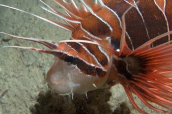  Lion Fish 