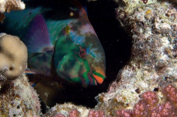  Parrot Fish 