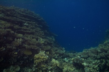  Table Corals 