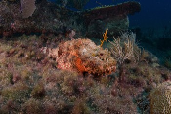  Scorpion Fish 