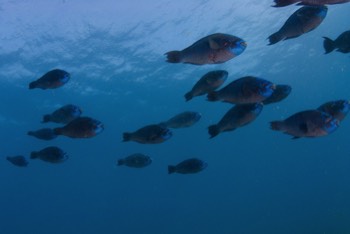  Parrot Fish 