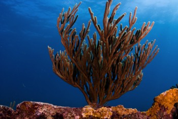  Gorgonian 