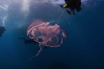  Jelly Fish 