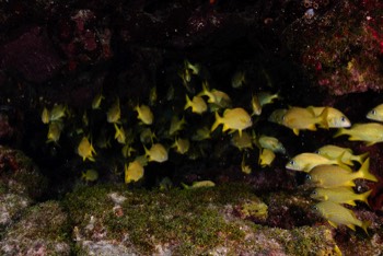  Yellowtails 