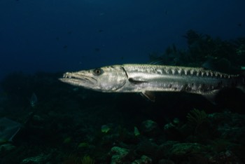  Barracuda 