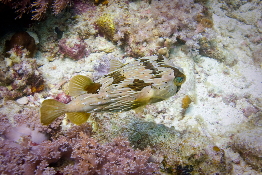 Balloon Porcupinefish 