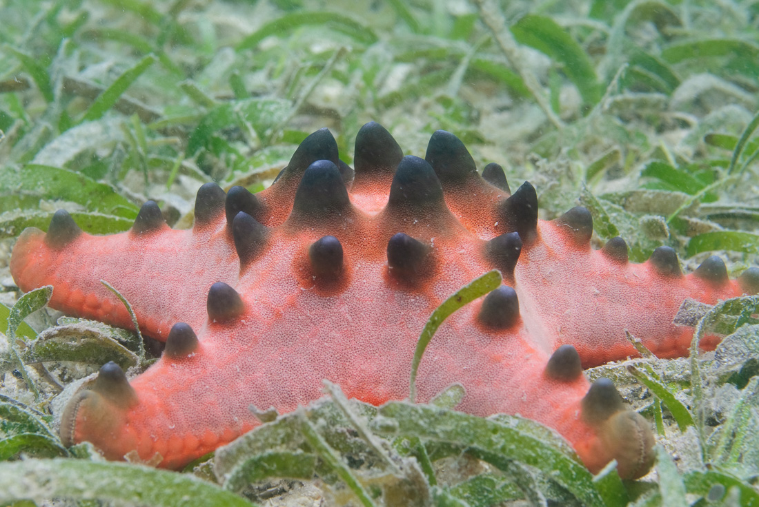  Horned Sea Star 