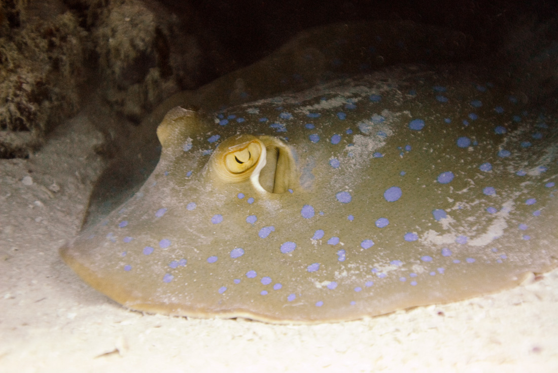  Bluespotted Stingray 